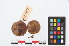 Foto von Bernsteinperle (NHMW-PRAE-025657)